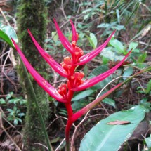 Huge red flower in the jungle